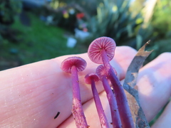 Laccaria masoniae