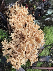 Ramaria botrytoides