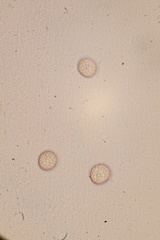 Microbotryum violaceum