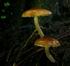 Cortinarius melimyxa