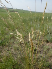 Helictotrichon desertorum