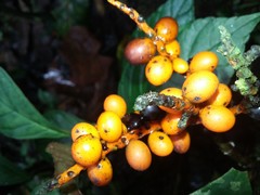 Chamaedorea pinnatifrons