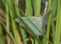 Chlorissa viridata
