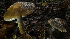 Cortinarius meleagris