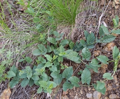 Convolvulus arvensis
