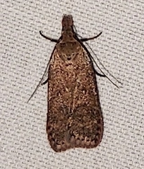 Dichomeris ventrellus