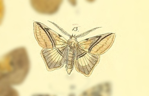 Metaprosphera sublimpida