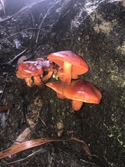Cortinarius austrocinnabarinus