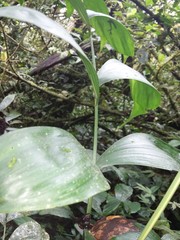 Chamaedorea pinnatifrons