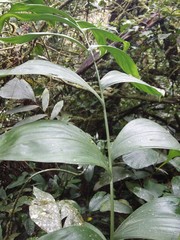 Chamaedorea pinnatifrons
