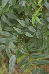Senna sophera