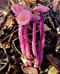 Laccaria masoniae