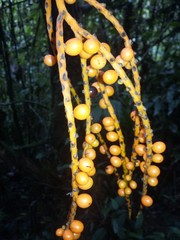 Chamaedorea pinnatifrons