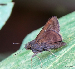 Hyarotis microstictum