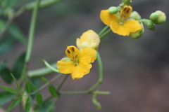 Senna clavigera