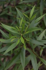 Myoporum acuminatum