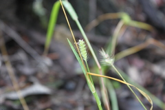 Setaria surgens
