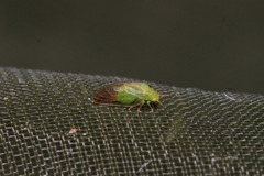 Rhinocola aceris