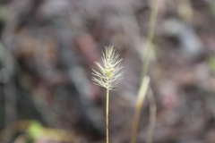 Setaria surgens