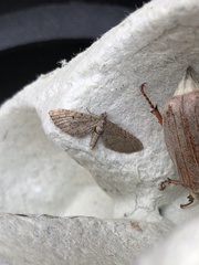 Eupithecia intricata