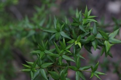 Alyxia ruscifolia
