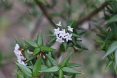 Alyxia ruscifolia