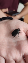 Protaetia morio