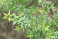 Alyxia ruscifolia