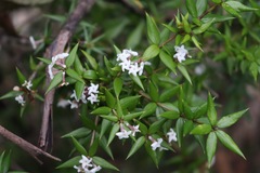 Alyxia ruscifolia