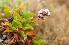 Limonium nydeggeri