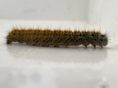 Lasiocampa trifolii