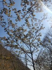 Prunus ssiori