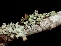 Trachyzulpha fruhstorferi