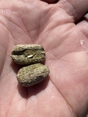 Thryonomys swinderianus