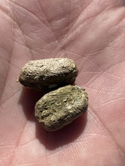 Thryonomys swinderianus