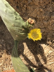 Opuntia