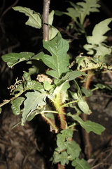 Solanum mitchellianum