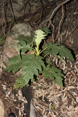 Solanum mitchellianum