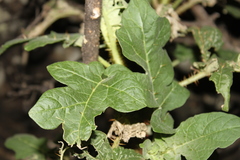Solanum mitchellianum