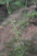 Stackhousia viminea