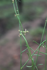 Stackhousia viminea