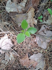 Polygaloides paucifolia