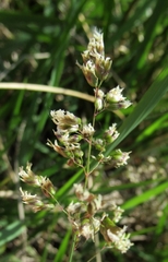 Anthoxanthum nitens