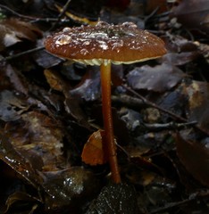 Marasmius atrocastaneus