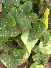Caladium