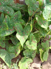 Caladium