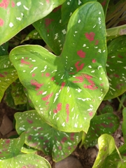 Caladium