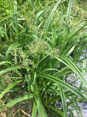 Scirpus sylvaticus