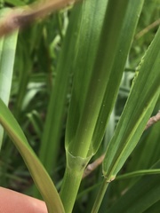 Scirpus sylvaticus