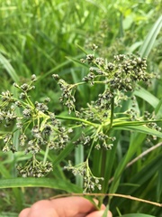 Scirpus sylvaticus